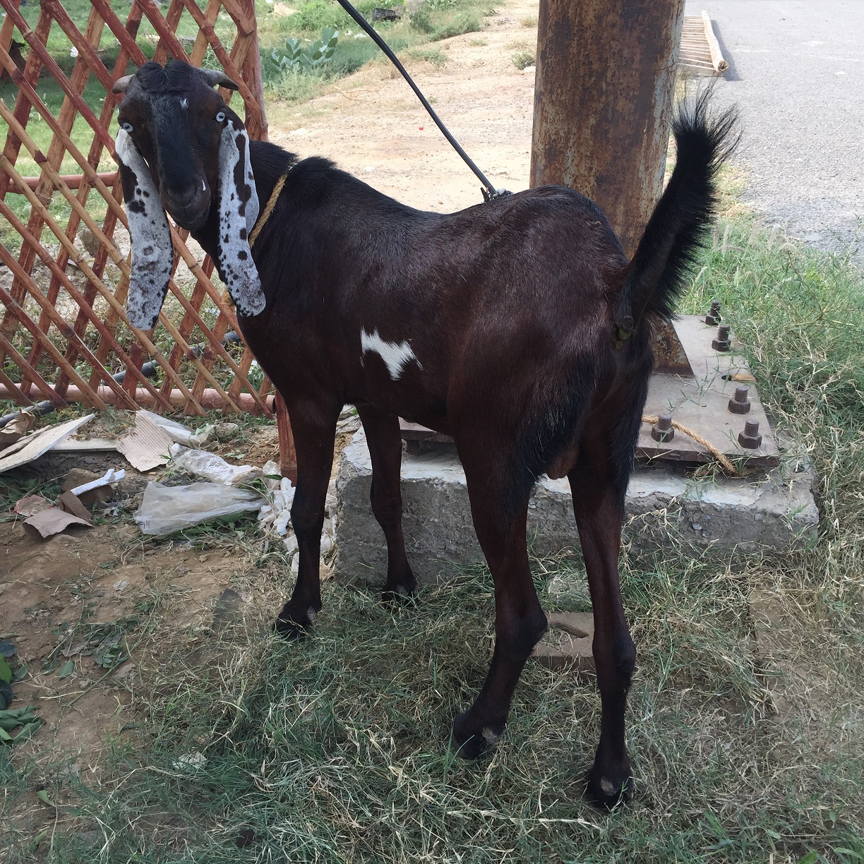 buy-goat-bakra-for-eid-ul-azha-adha-qurbani-sacrifice-uk-usa-canada