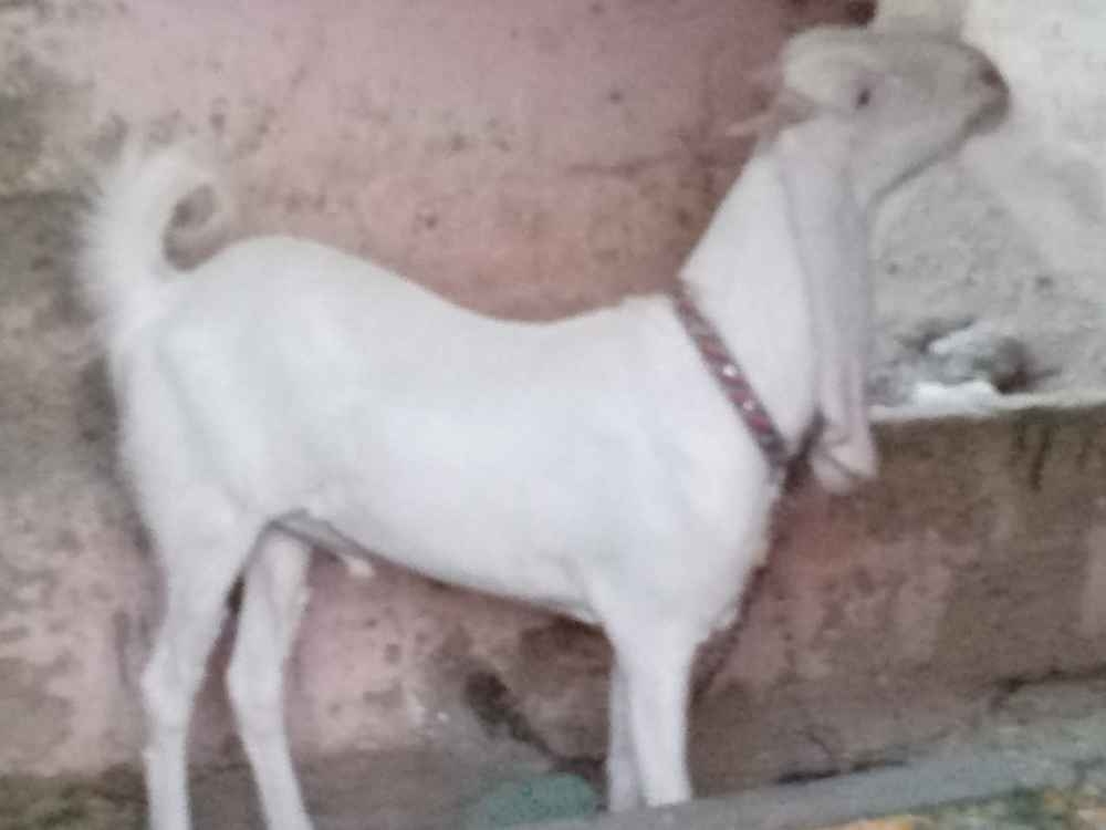 Gulabi nasal  ka bakra