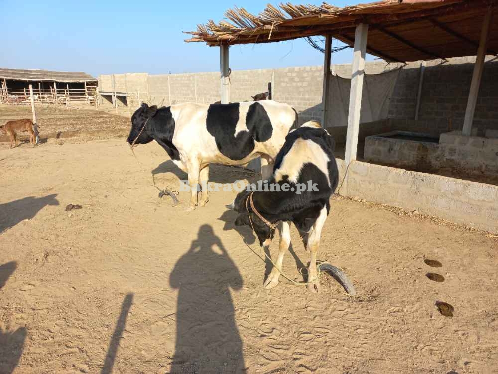 Cows and goats for sale and paalae services also available  7'S Cattle