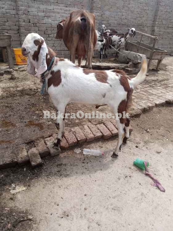 Bakra for qurbani