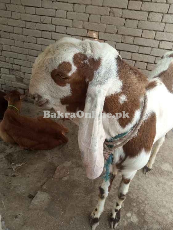 Bakra for qurbani