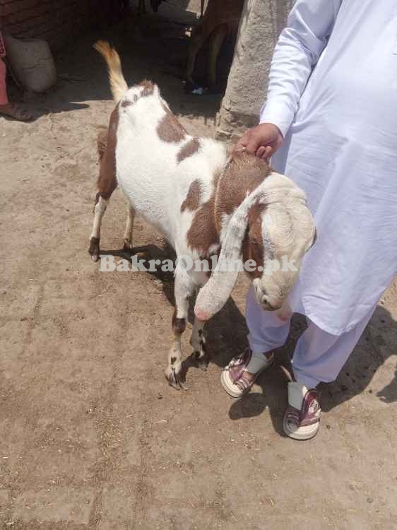 Bakra for qurbani