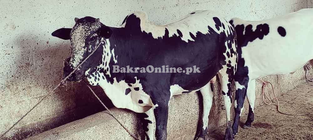 Bachra for sell