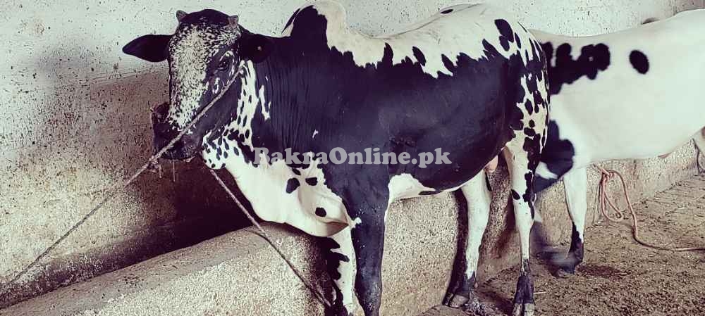 Bachra for sell