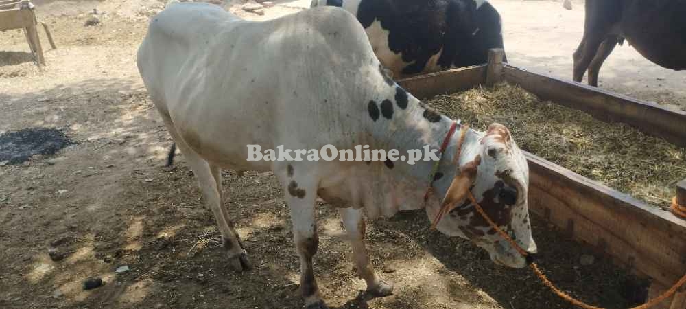 Desi Chohlistani cross bull