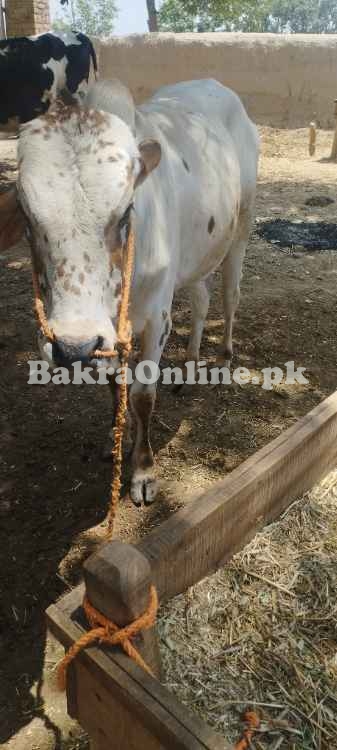 Desi Chohlistani cross bull