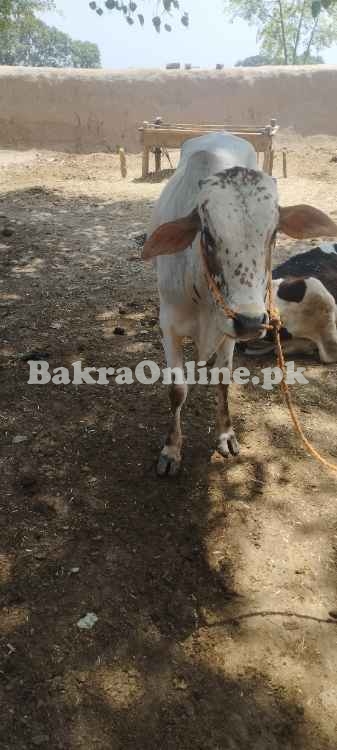 Desi Chohlistani cross bull