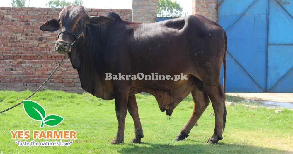 SALE OF BEAUTIFUL N HEALTHY DONDY WACHY FOR QURBANI 2024