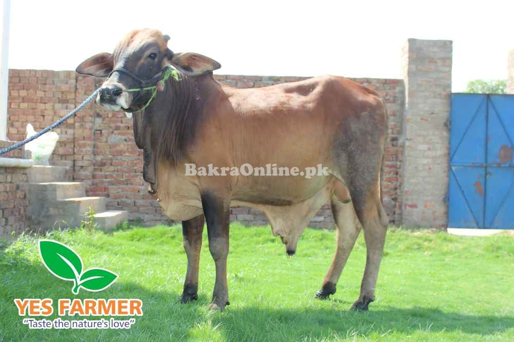 SALE OF BEAUTIFUL N HEALTHY DONDY WACHY FOR QURBANI 2024