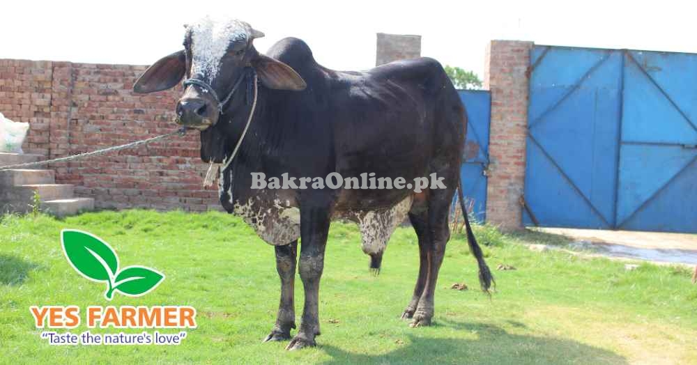 SALE OF BEAUTIFUL N HEALTHY DONDY WACHY FOR QURBANI 2024