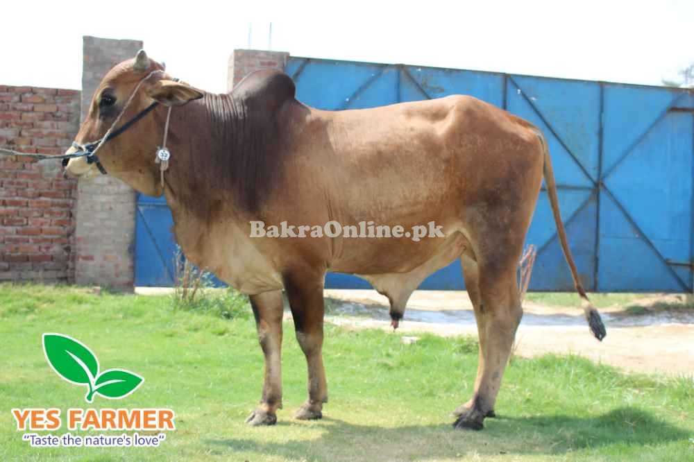 SALE OF BEAUTIFUL N HEALTHY DONDY WACHY FOR QURBANI 2024