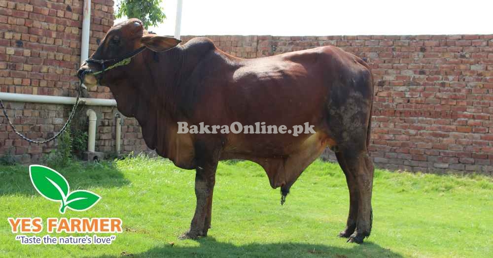 SALE OF BEAUTIFUL N HEALTHY DONDY WACHY FOR QURBANI 2024