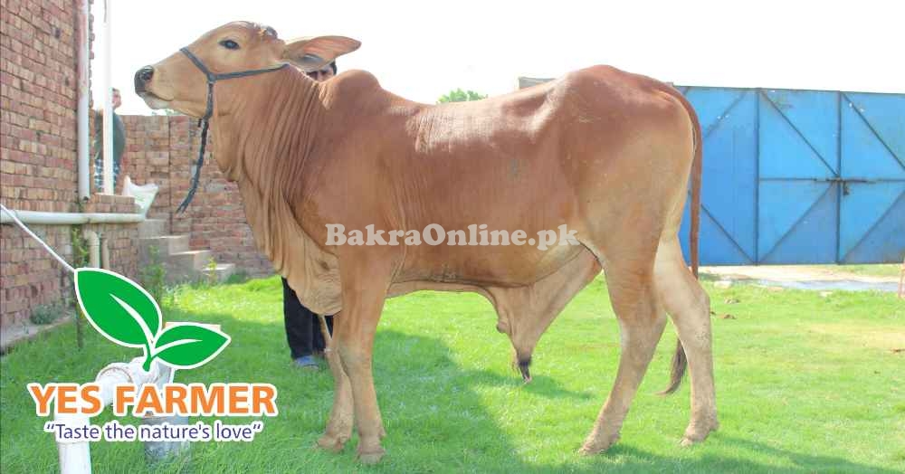 SALE OF BEAUTIFUL N HEALTHY DONDY WACHY FOR QURBANI 2024