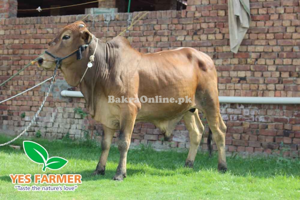 SALE OF BEAUTIFUL N HEALTHY DONDY WACHY FOR QURBANI 2024