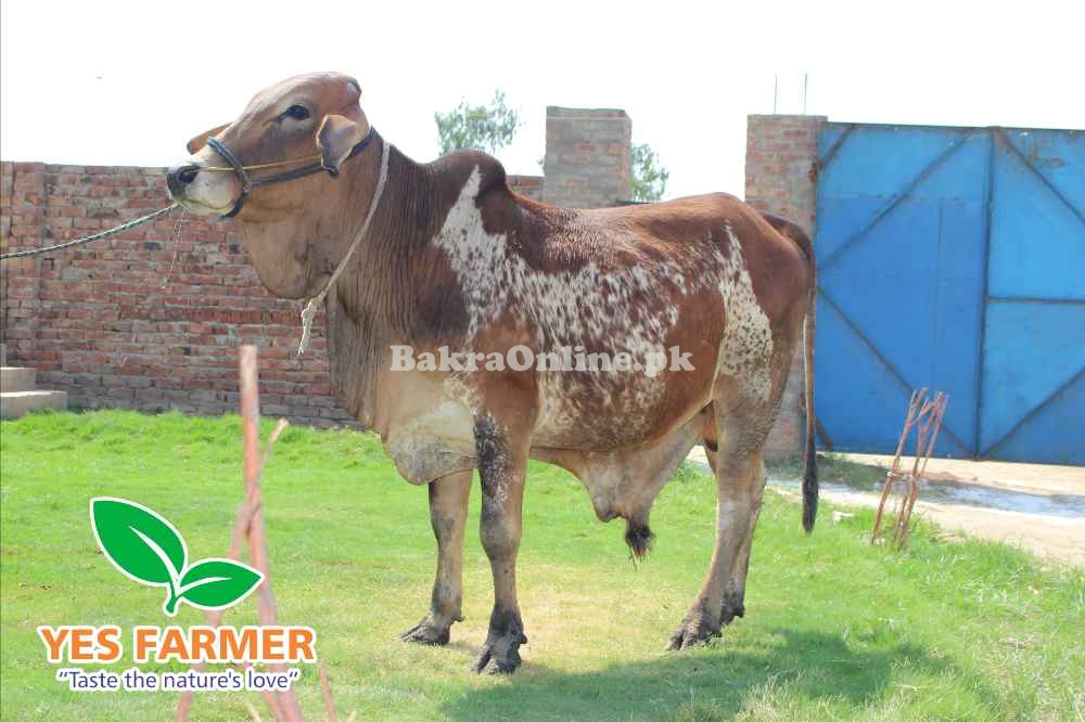 SALE OF BEAUTIFUL N HEALTHY DONDY WACHY FOR QURBANI 2024