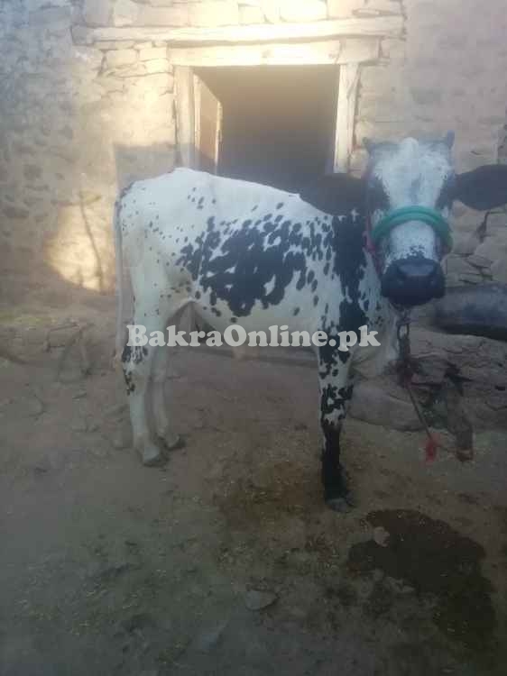 Bull sell for qurbani