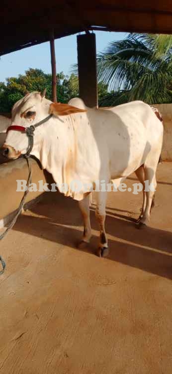 Qurbani Bachrrey aur Bachia for sale Karachi