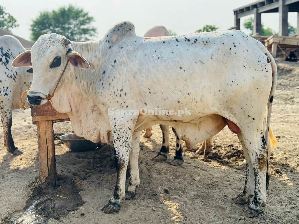 Cow for qurbani