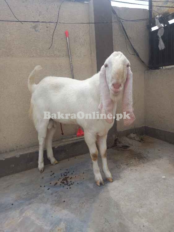 Qurbani k liy rajanpuri heavy  goat for sale