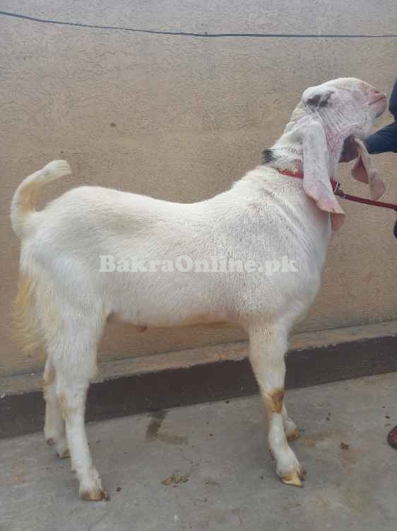 Qurbani k liy rajanpuri heavy  goat for sale