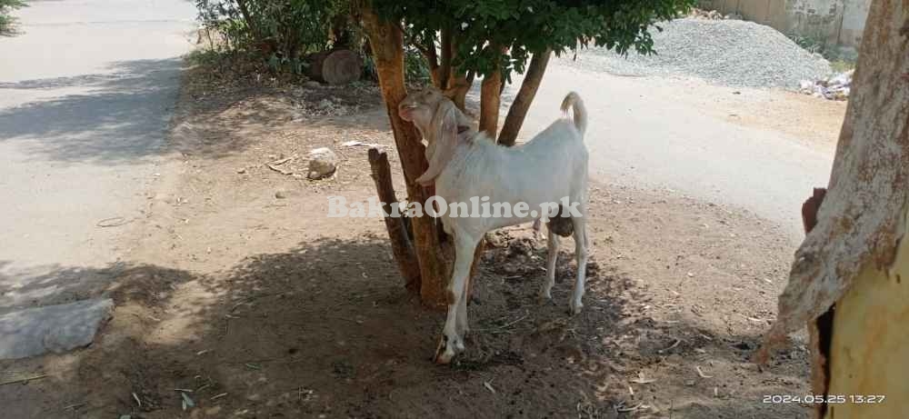 Gulabi Male Bakra