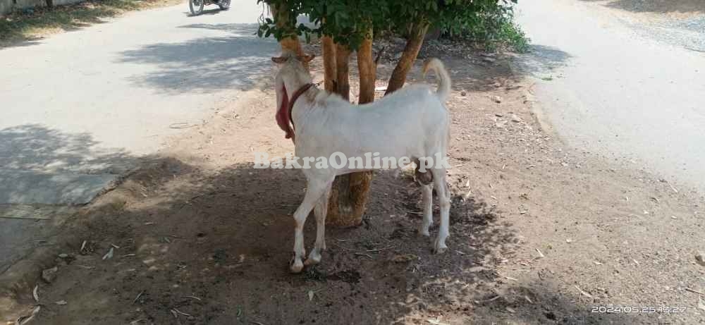 Gulabi Male Bakra