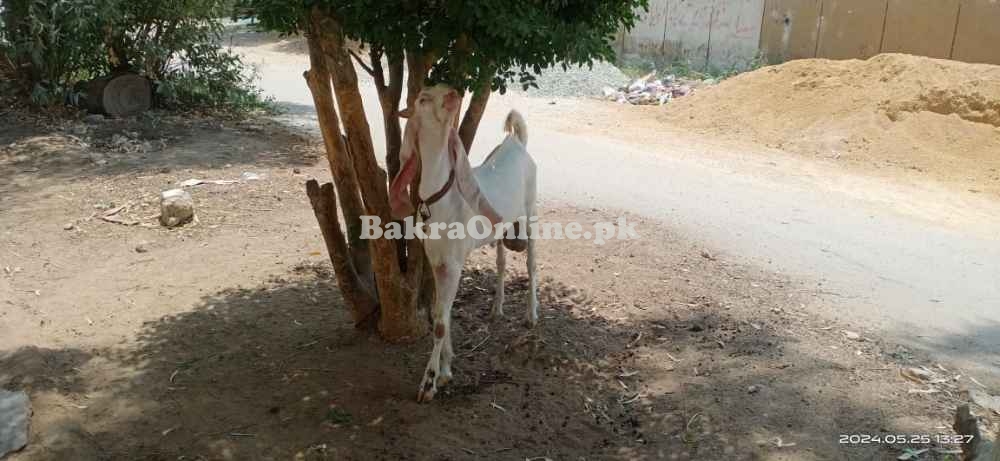 Gulabi Male Bakra