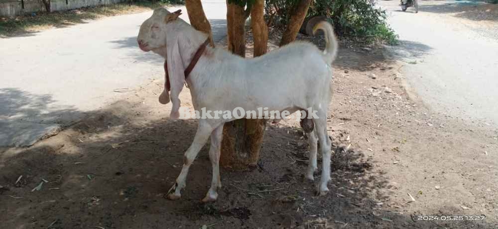 Gulabi Male Bakra