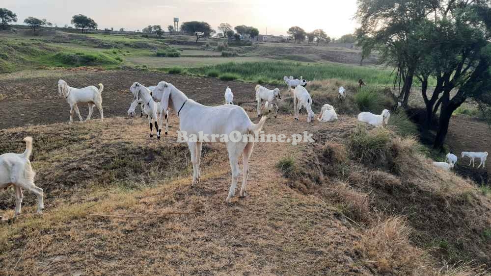 Goats for qurbani 2024