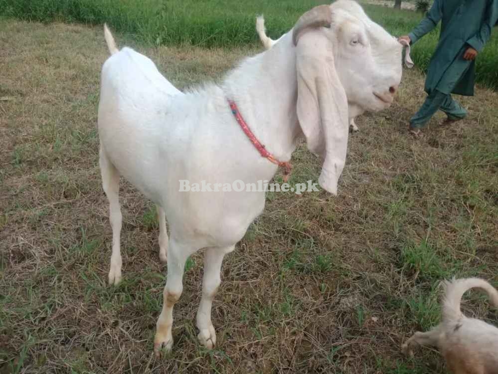 Goats for qurbani 2024