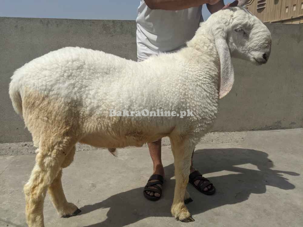 Masha Allah Khoobsorat Laila, Bakra , Dunmba, Sheep