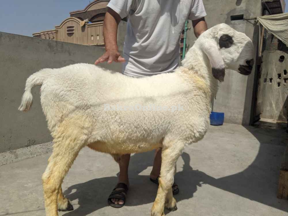 Masha Allah Khoobsorat Laila, Bakra , Dunmba, Sheep