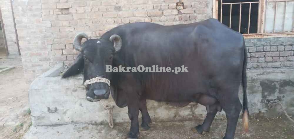 buffalo from Gojra for sale