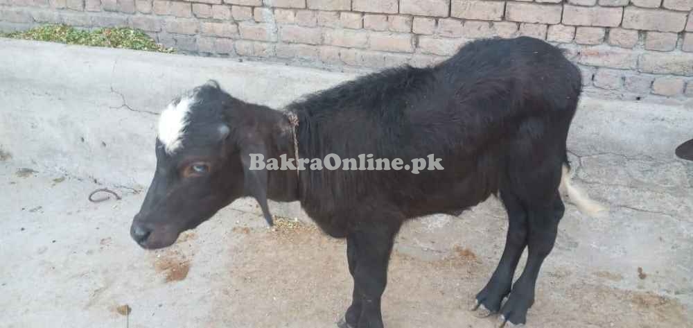 Buffalo from Gojra for sale