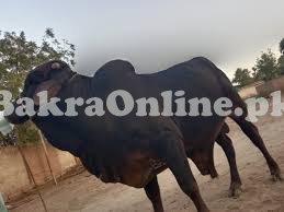 Very Strong Muscular Cholistani Bull On Display For Sale