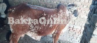 Beautiful Red Cholistani Bull On Sale For Eid e Qurban