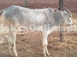 Tall Healthy Dajal Bull On Sale For Qurbani