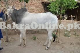 Heavy & Beautiful Dajal Bull On Sale