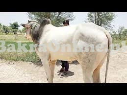 Very Tall & Healthy Dajal Bull For Sale On This Qurbani