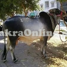 Beautiful Dajal Bull On Display for Sale