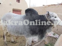 Very Buffy Dajal Bull for Sale on Qurbani