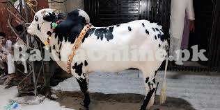 Dhanni Breed Bull for Sale