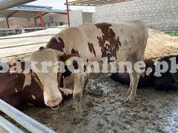 Red & White color Holland Bull On Sale For Qurbani