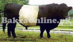 Very Heavy Holland Bull On Sale For Qurbani