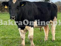 Beautiful and Heavy Holstein Friesian Bull On Sale for Eid