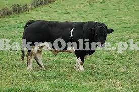 Bulky Holstein Friesian Bull On Sale for Qurbani