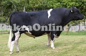 Most Tall and Muscular Holstein Friesian Bull On Display for Sale