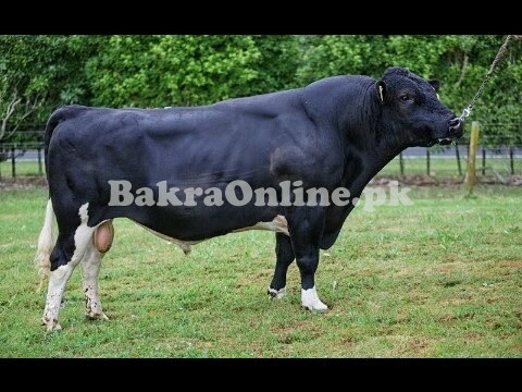 Black Muscular Holstein Friesian Bull On sale for Qurbani