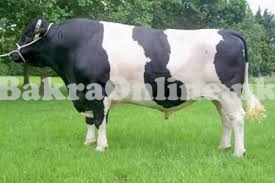 Holstein Friesian Bull Beauty Beast for Sale