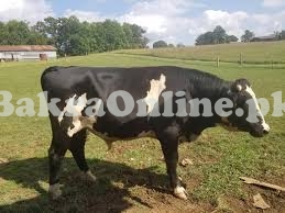 Descent Holstein Friesian Bull On Sale for Qurbani